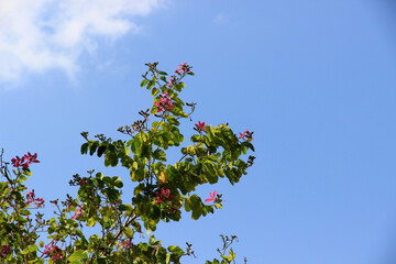 Green leaf and branch on the tree in the garden.A branch in a park.Refreshing and beautiful nature with blue sky background.