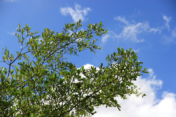 Green leaf and branch on the tree in the garden.A branch in a park.Refreshing and beautiful nature with blue sky background.