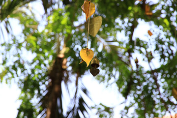 Green leaf and branch on the tree in the garden.A branch in a park.Refreshing and beautiful nature with blue sky background.