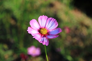 Fototapeta premium Pink and white cosmos flowers in the garden.Macro image.