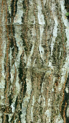 Embossed texture of  tree bark with green moss and lichen on it.