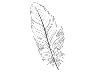 line art illustration of a feather