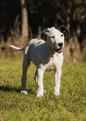 puppy in the park