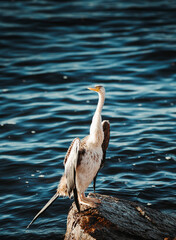 Australasian darter sunning on a rock