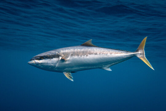 Yellowtail kingfish swimming in blue ocean water