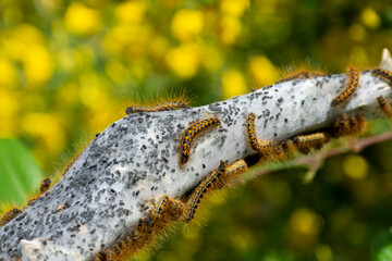 An image of a large nest of tent caterpillars covering a tree branch.