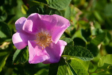 A close up image of a single wild rose flower with soft pink petals.