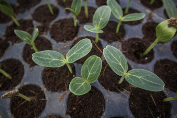 Plant and vegetables seedlings