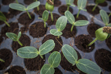 Plant and vegetables seedlings