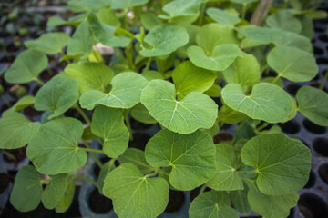 Plant and vegetables seedlings