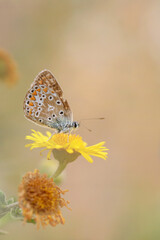 Fototapeta na wymiar Schmetterlinge im Abendlicht - Schmetterling in der Natur - butterfly in nature - papillon dans la nature 
