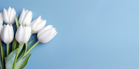 Bouquet of white tulips flower on blue background. Top view background with copy space