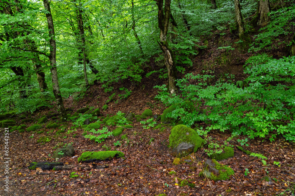 Wall mural Dense green wet forest at rainy season