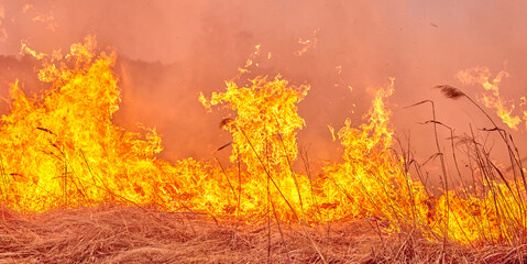 Burning old dry grass in the garden. Burning dry grass on the field. Forest fire.