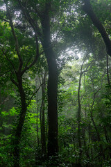 奄美・亜熱帯の森