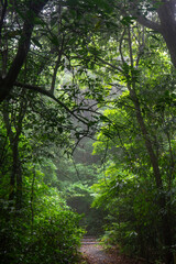 奄美・亜熱帯の森