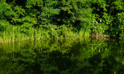 Midsummer, the reflection of the forest on the lake (green background)