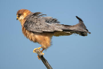 Red-footed falcon, western red-footed falcon - male perched with blue sky in background. Photo from Kisújszállás in Hungary.