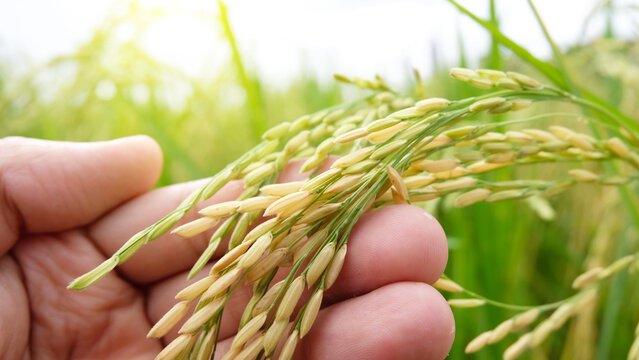 Hand tenderly touching a young rice in the paddy field, Hand holding rice with warm sunlight, Closeup of yellow paddy rice field with golden sun rising in autumn.