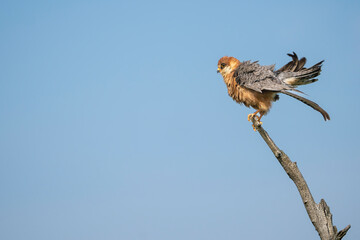 Red-footed falcon, western red-footed falcon - male perched with blue sky in background. Photo from Kisújszállás in Hungary.