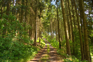 In den Höhen von Rotterode im Thüringer Wald