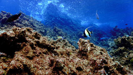 Fototapeta na wymiar Underwater photo of Banner fish in a beautiful landscape and coral reef