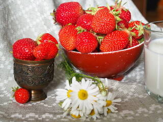 Ripe strawberries in a dish, chamomile flowers and milk.