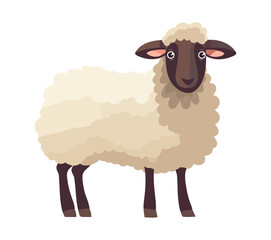 Cute lamb animal on white background