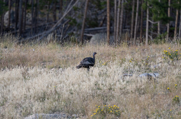 Wild Turkey, Rocky Mountain National Park