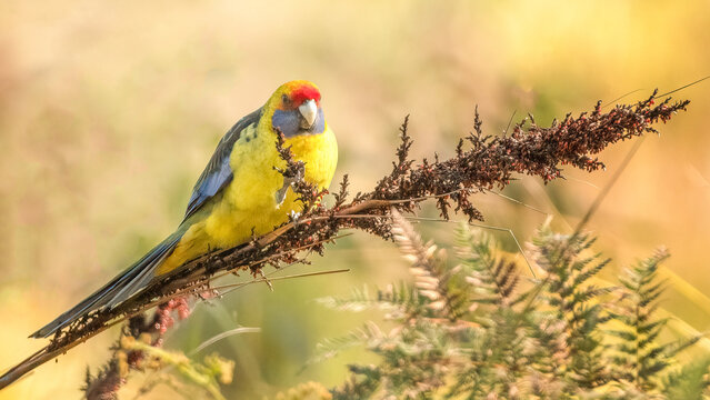 Perched green rosella parrot