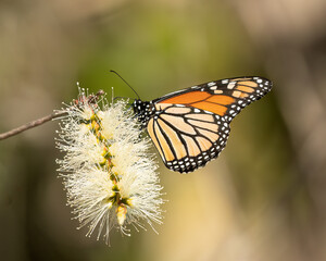 Monarch Butterfly (Danaus plexippus)