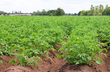 Fototapeta na wymiar Potato field. Green potato plants in rows .Selective focus.