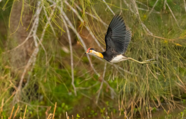 comb-crested jacana (Irediparra gallinacea) in flight and blending into the environment in Queensland, Australia.