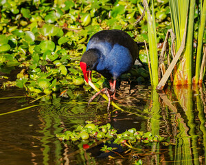 The Purple Swamphen (Porphyrio porphyrio)