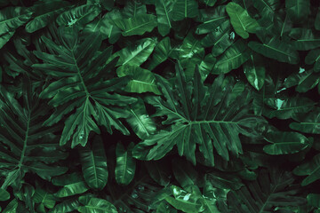 Naklejka na ściany i meble tropical leaves, abstract green leaves texture, nature background 
