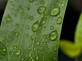 green leaf with drops