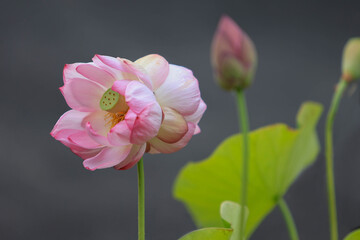  奈良　喜光寺の双頭蓮　開花3