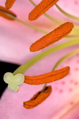 Close-up Lys Martagon - focus on the pistil with stamins and petals in the background