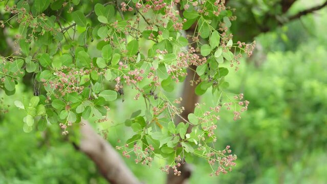 Dolly, cashew nut tree flowering on field, blooming stage for pollination