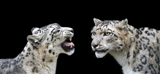 ユキヒョウ