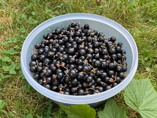 Schwarze Johannisbeeren in einer Schüssel stehen auf der Wiese im Garten