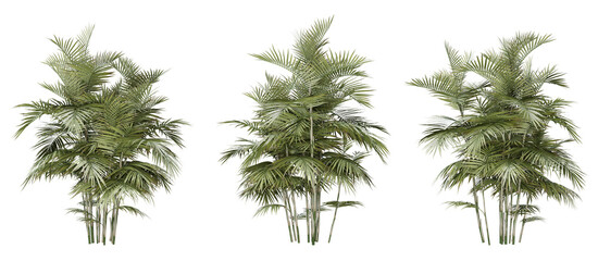 Chamaedorea seifrizii bamboo tree on transparent background, png plant, 3d render illustration.