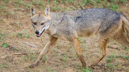 Sri Lankan wild jackal close-up side view portrait photograph, a beautiful golden jackal found in the Dry zone of Yala national park.