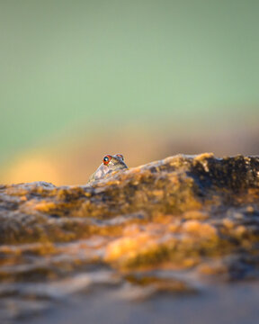 Mudskipper's eyes peaking from a rock on the beach in the evening,