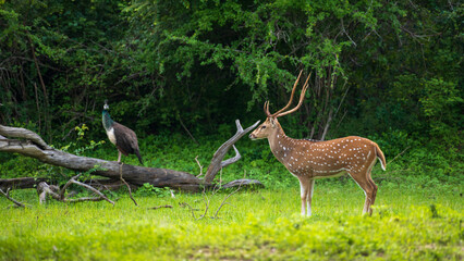 Beautiful male Sri Lankan axis deer in Yala national park. Lush greenery landscape.