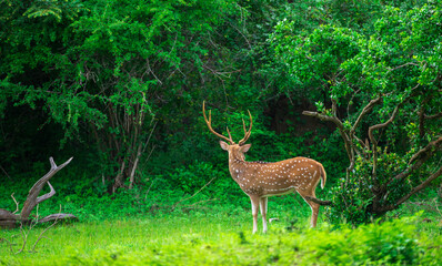 Naklejka na ściany i meble Beautiful male Sri Lankan axis deer in Yala national park. Lush greenery landscape.