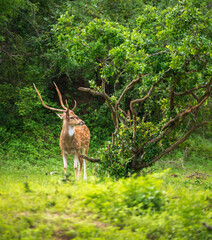 Beautiful male Sri Lankan axis deer in Yala national park. Lush greenery landscape.