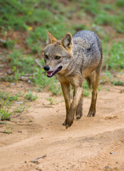 Fototapeta premium Sri Lankan jackal walks on the gravel road in Yala national park, Solitary golden jackal roaming free front face photograph.