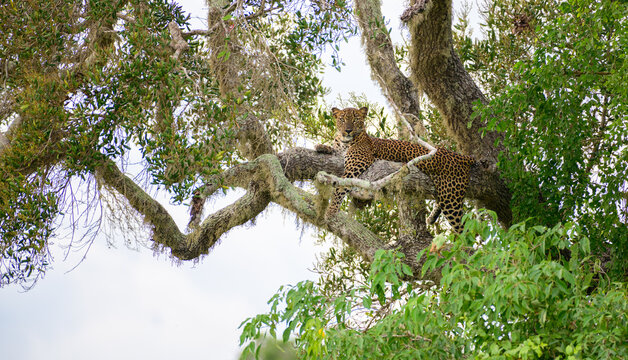 Download free HD wallpaper from above link! #leopard #tree #laying