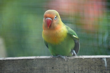 Little bird in the cage